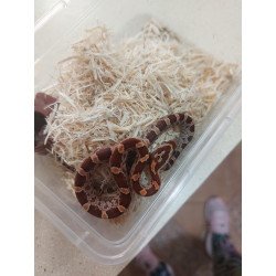 guttatas
