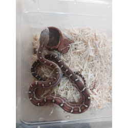 Serpiente del maiz scaleles