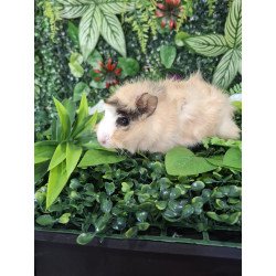 Cobaya