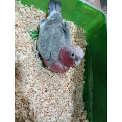 Cacatua galah