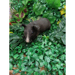 Cobaya skinny