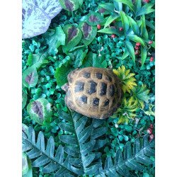 Tortuga rusa