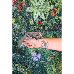 Petauro del azúcar Ancestral