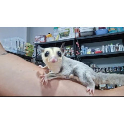 Petauro del azucar platinium