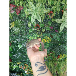 Lirón pigmeo africano