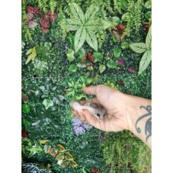 Lirón pigmeo africano pied