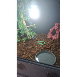 Gastropholis prasina