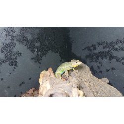 Lagarto erizo esmerarla